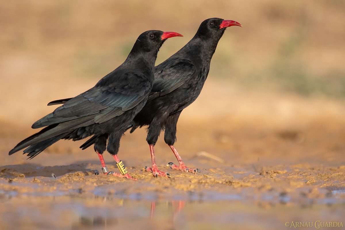 Red-billed Chough - ML610902465