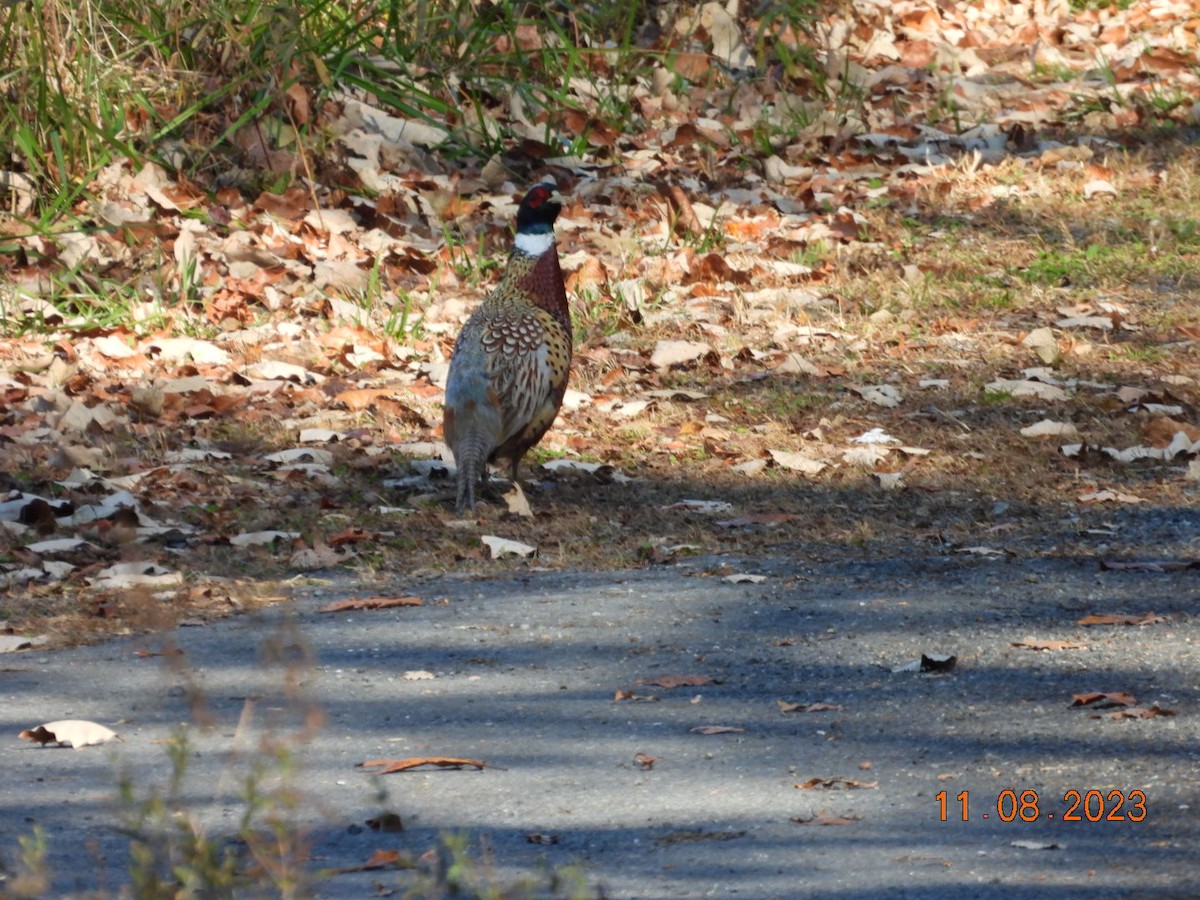 Ring-necked Pheasant - ML610902472