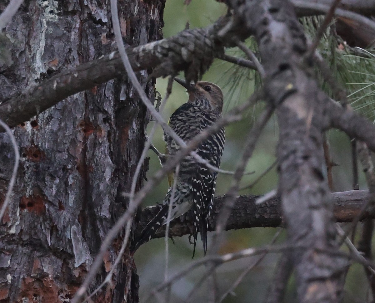 Williamson's Sapsucker - Scott Paladichuk