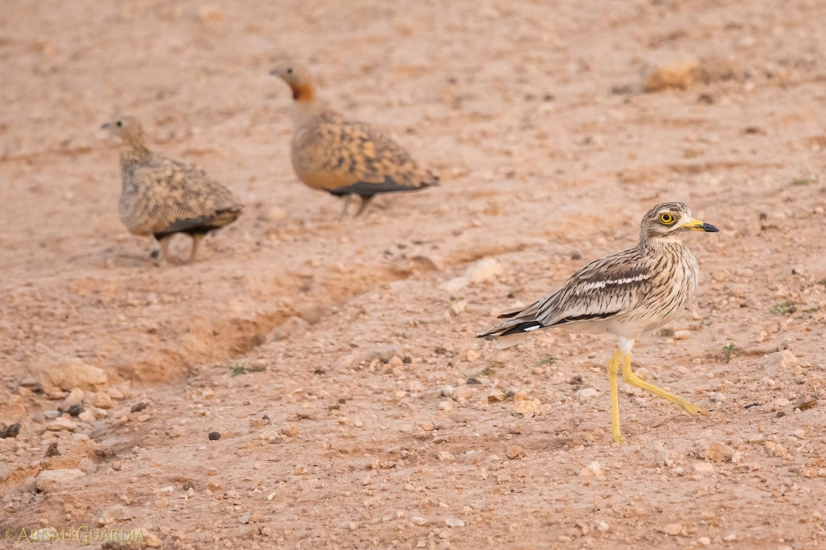 Eurasian Thick-knee - ML610902605