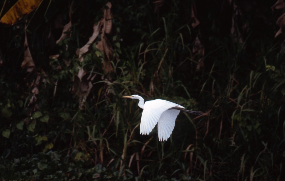 Great Egret - ML610902631