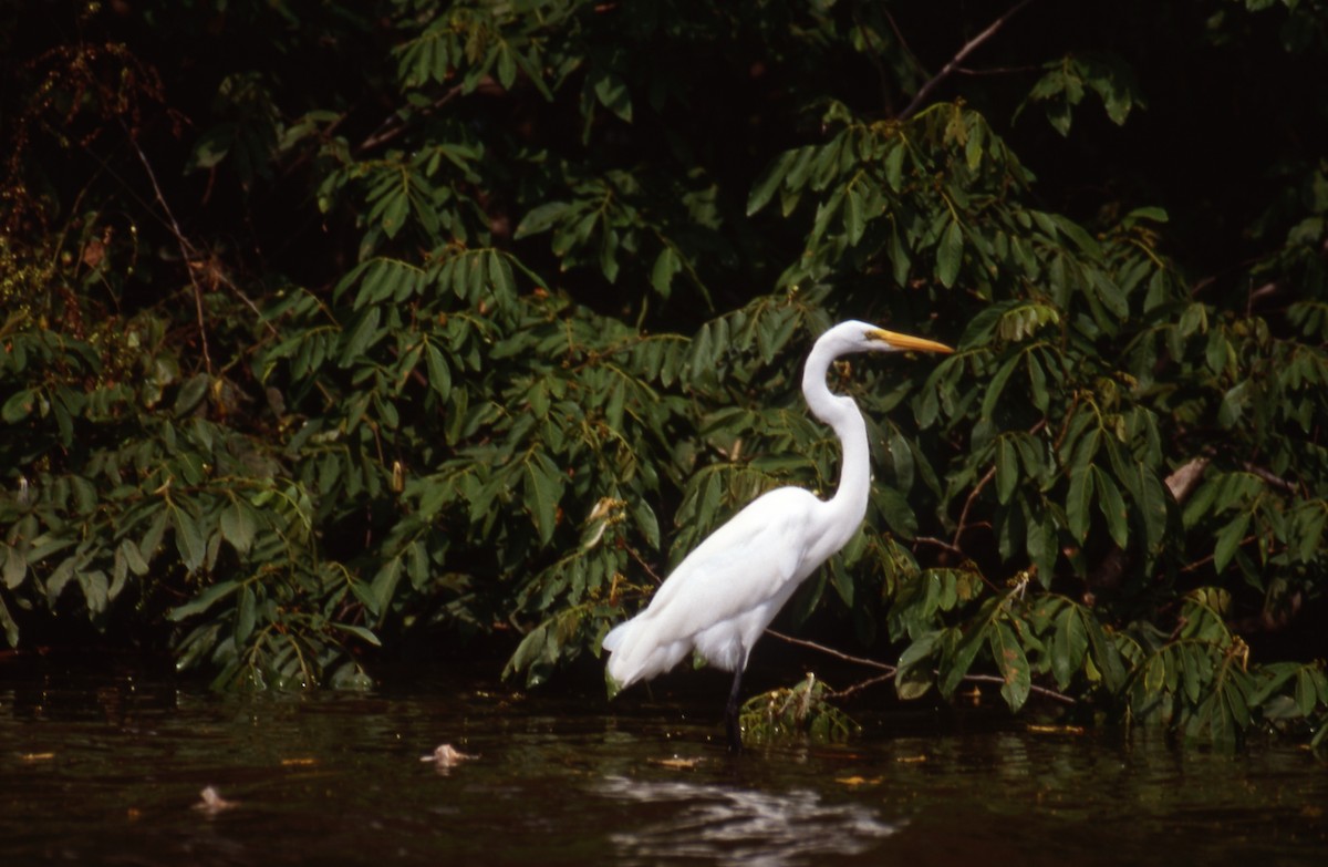 Great Egret - Andrej Bibic