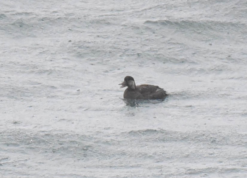 Black Scoter - Kathy Marche