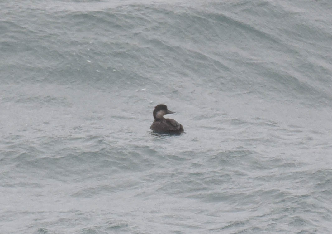 Black Scoter - ML610902662