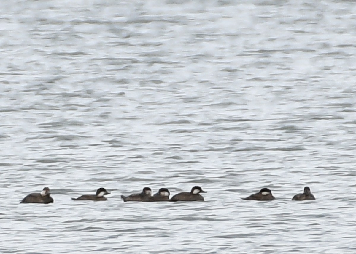 Black Scoter - Don Keffer