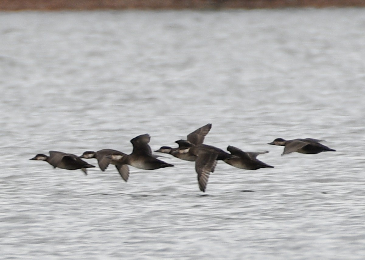 Black Scoter - ML610902674