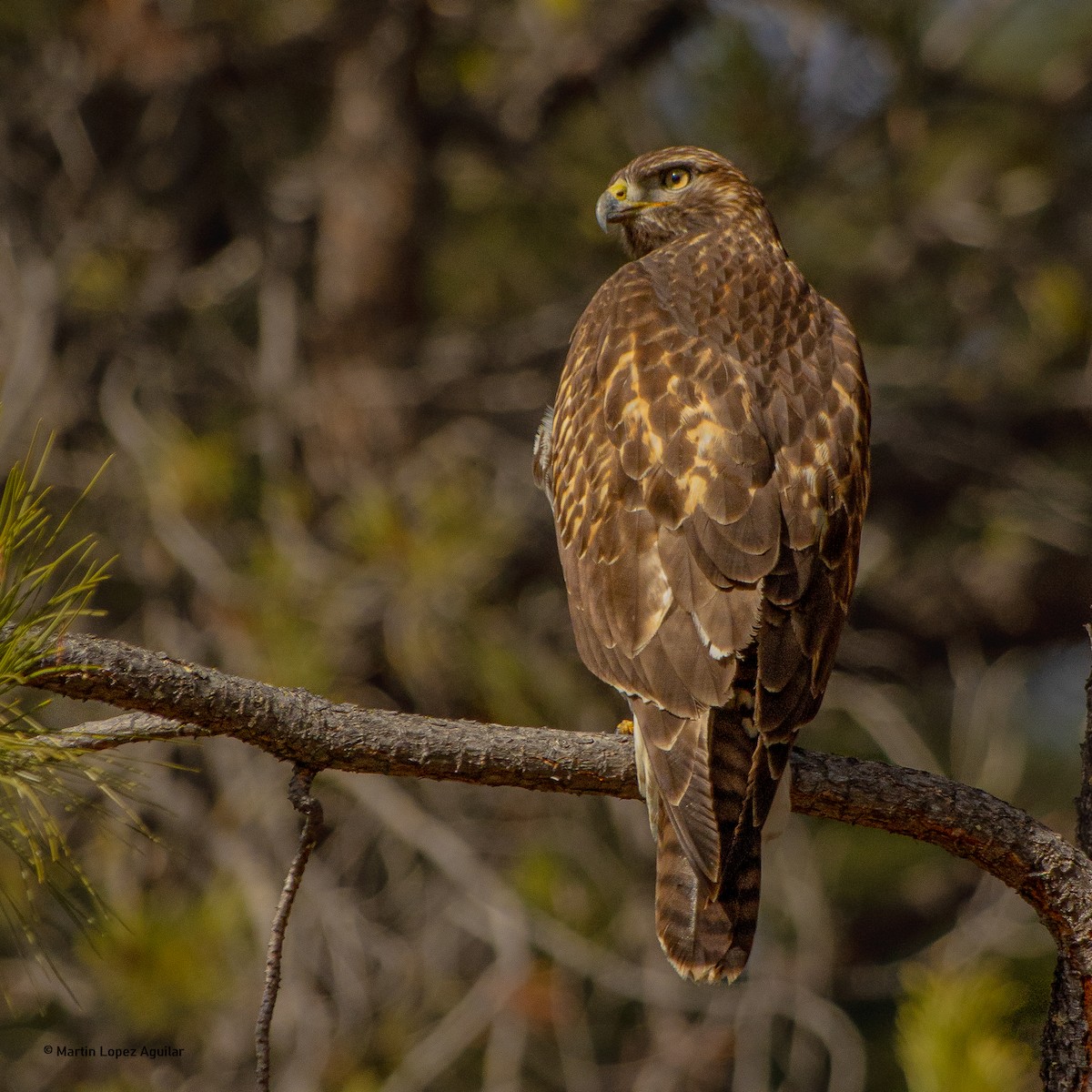 Red-tailed Hawk (calurus/alascensis) - ML610902682