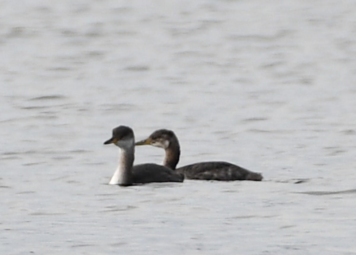 Red-necked Grebe - ML610902699