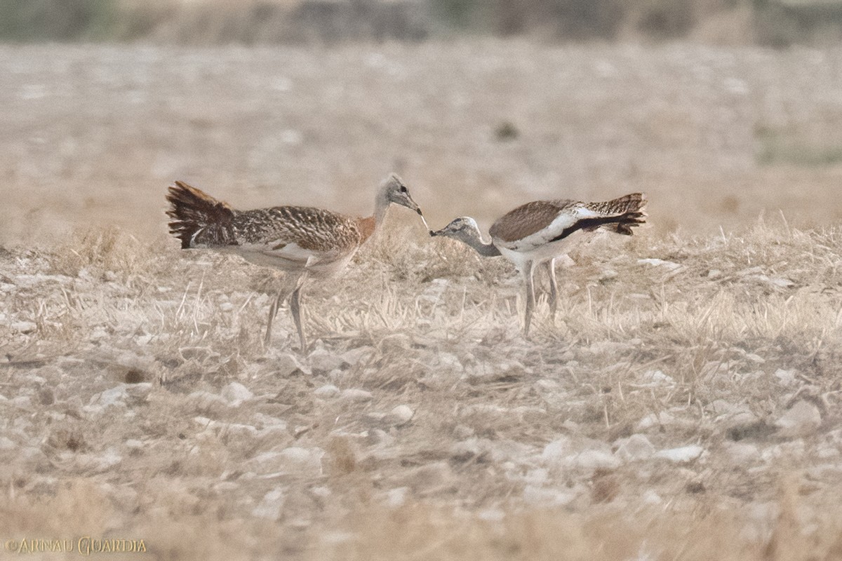 Great Bustard - ML610902731