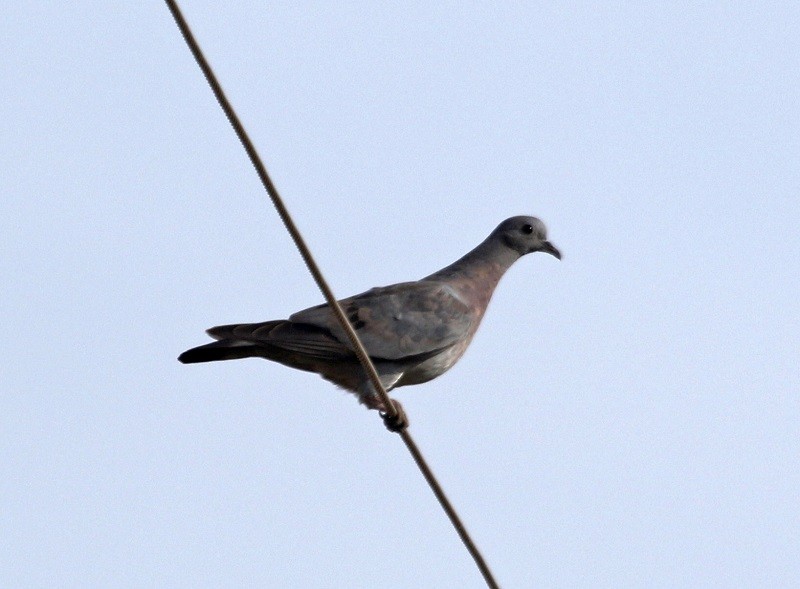 Stock Dove - ML610902873