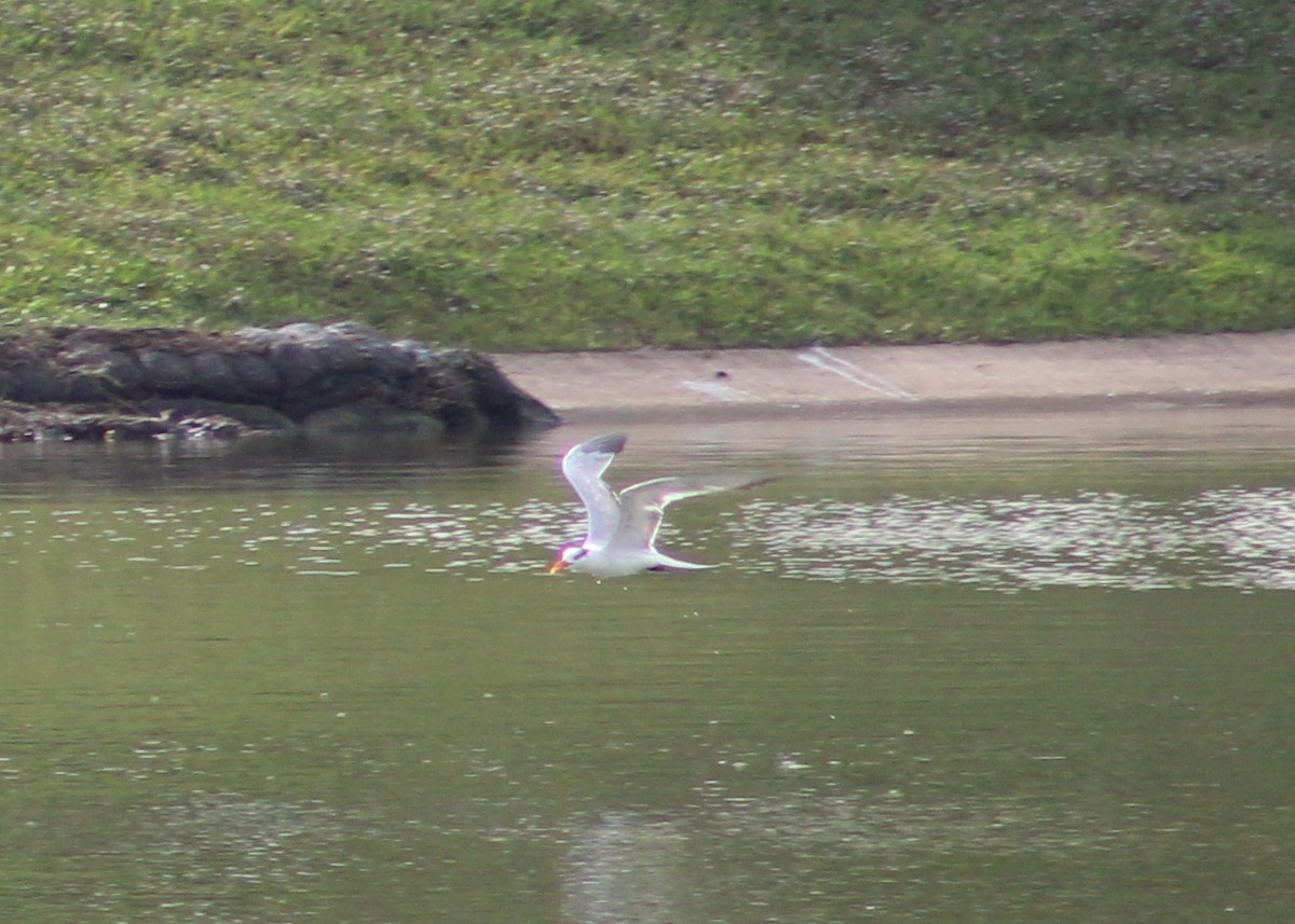 Caspian Tern - ML610902888