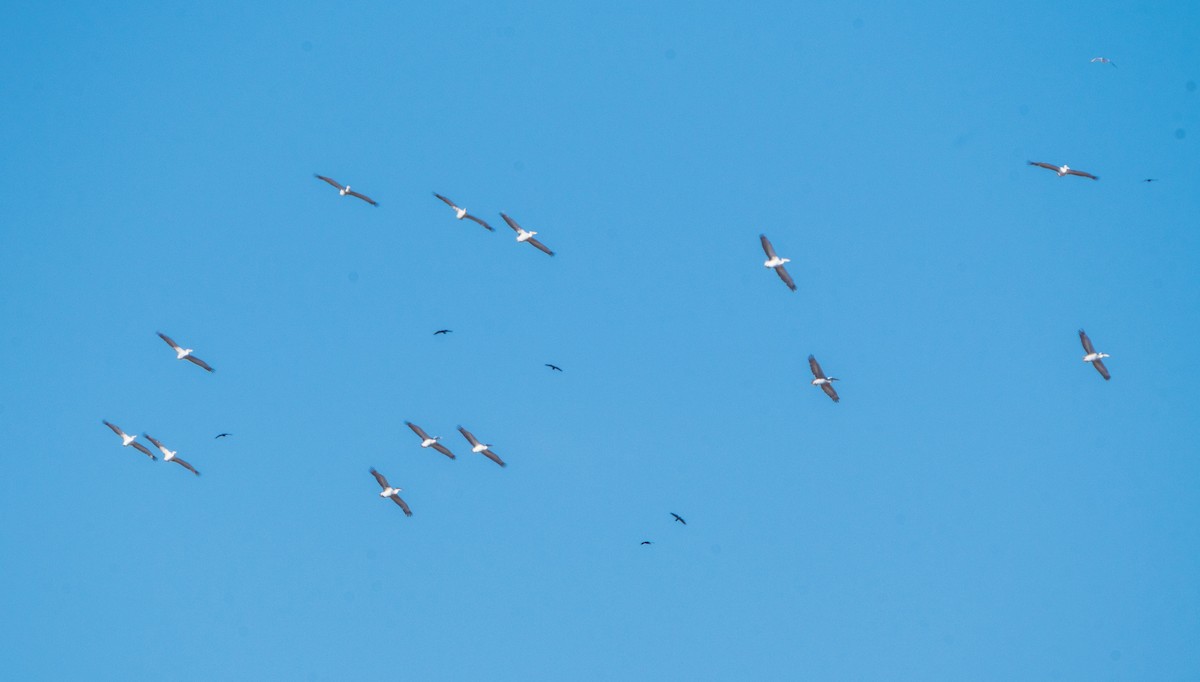 Dalmatian Pelican - ML610902968