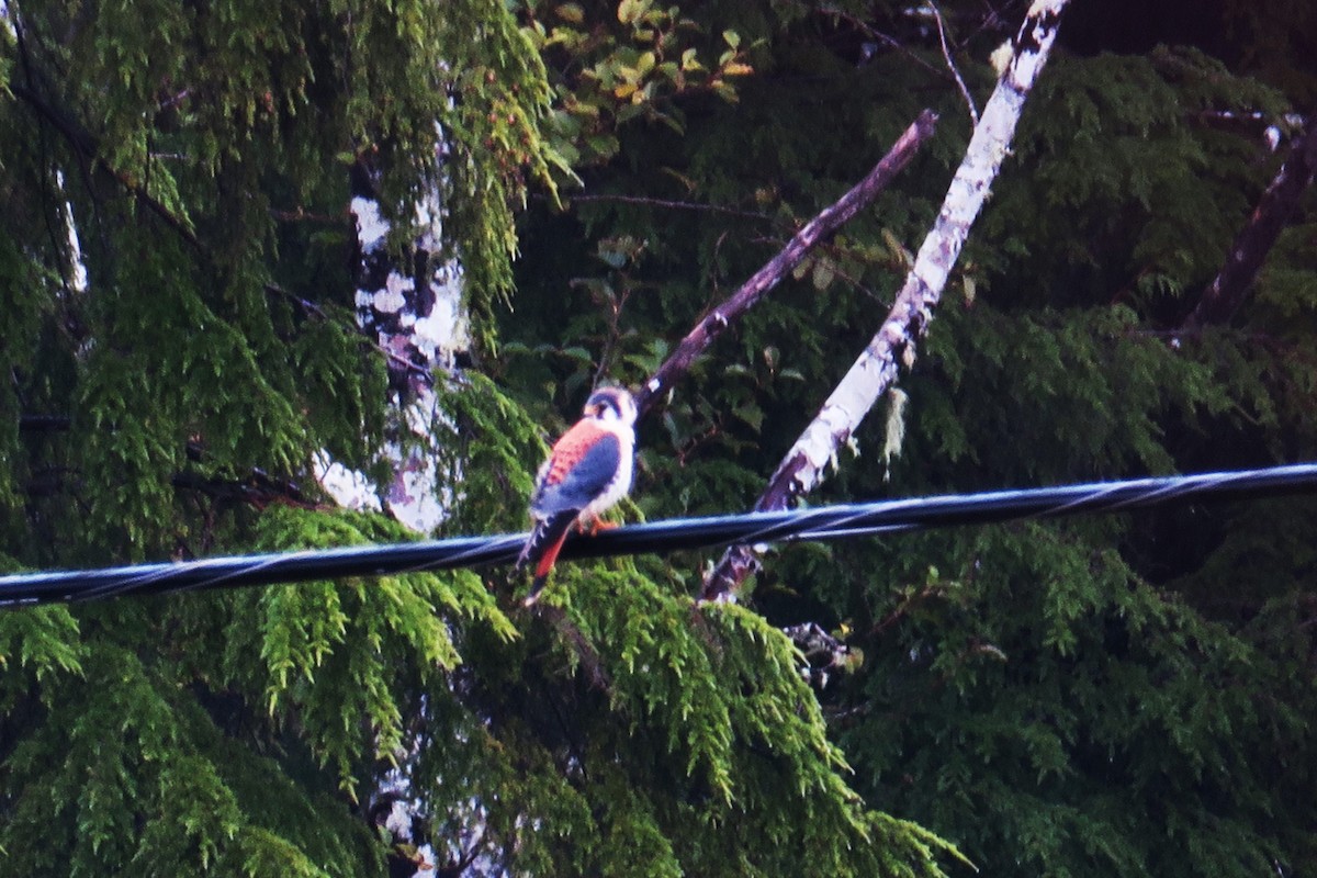 American Kestrel - ML610902980