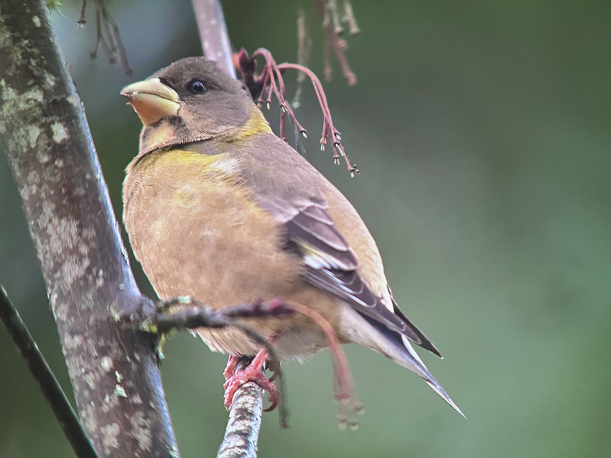 Evening Grosbeak - ML610903013