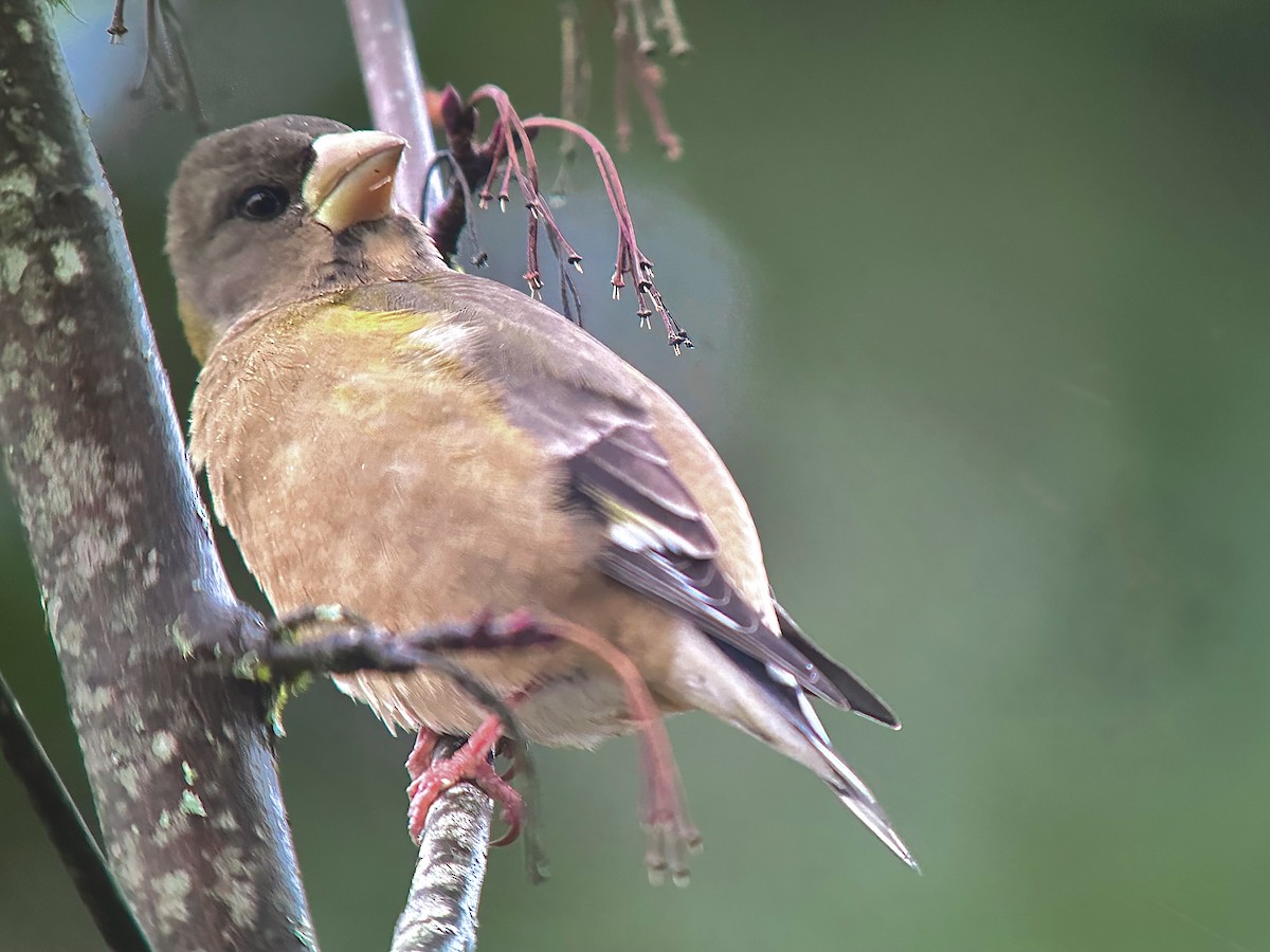 Evening Grosbeak - ML610903015