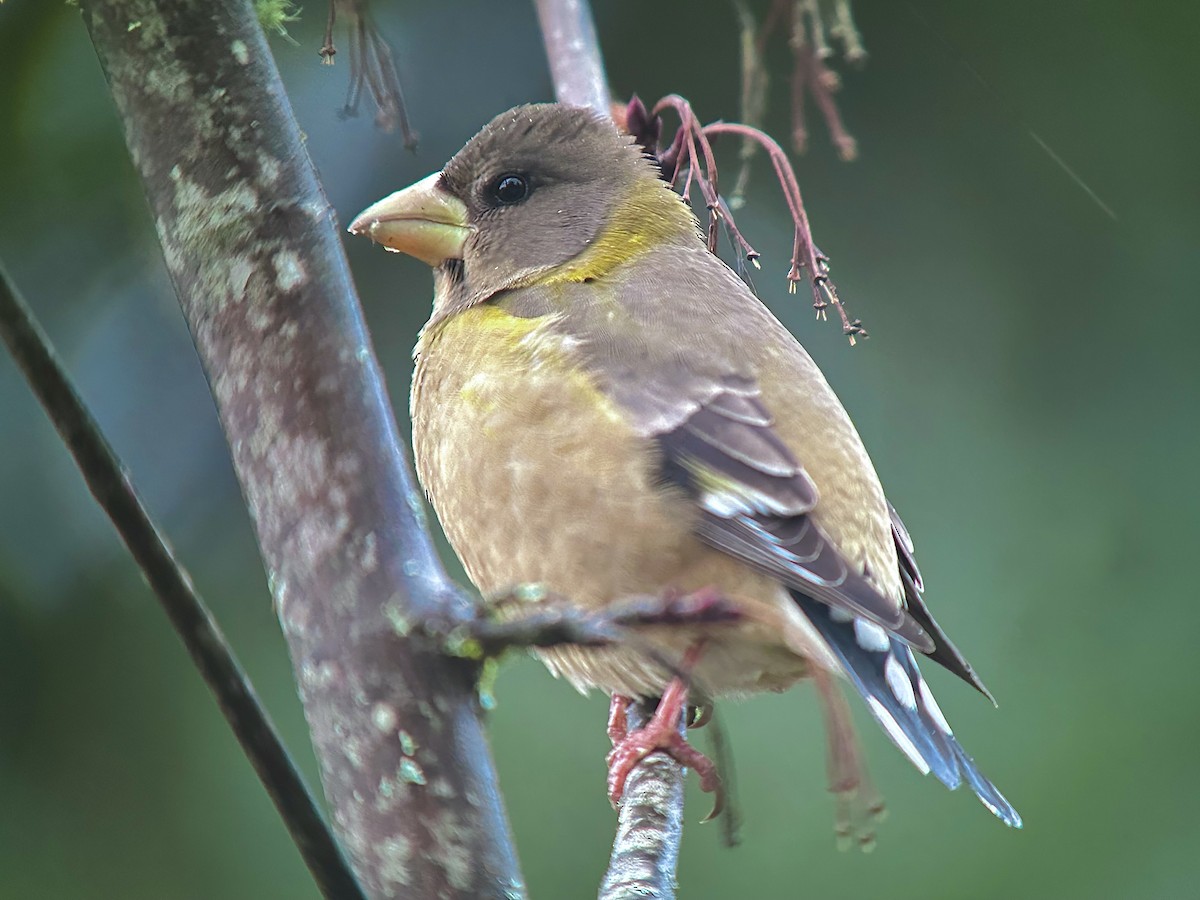 Evening Grosbeak - Detlef Buettner