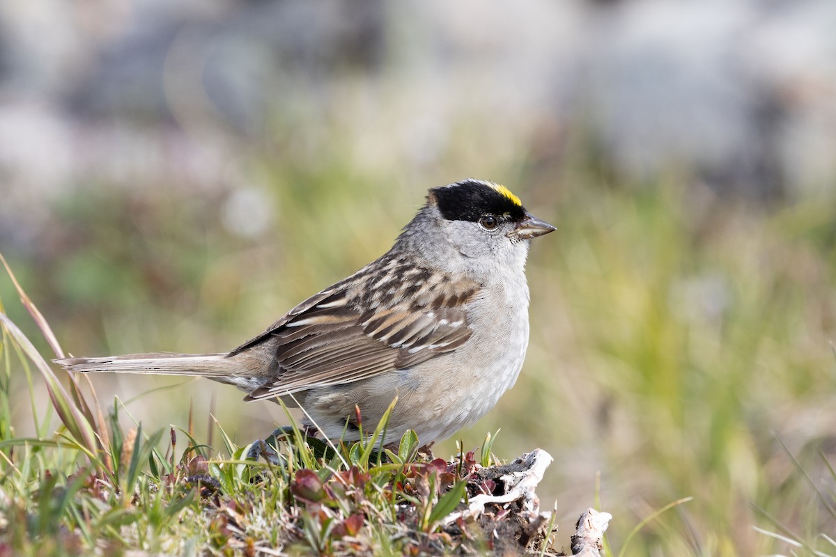 Golden-crowned Sparrow - ML610903058