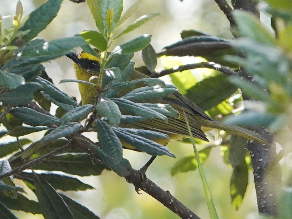 Parodi's Hemispingus - ML610903059