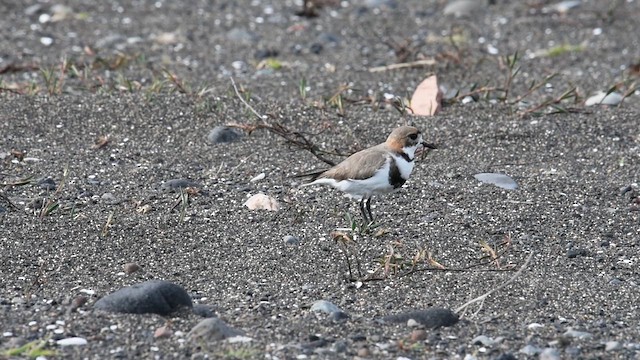 Two-banded Plover - ML610903070