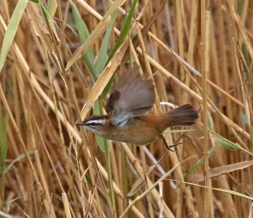 Moustached Warbler - ML610903074