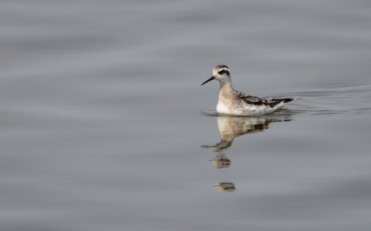 Red-necked Phalarope - ML610903114