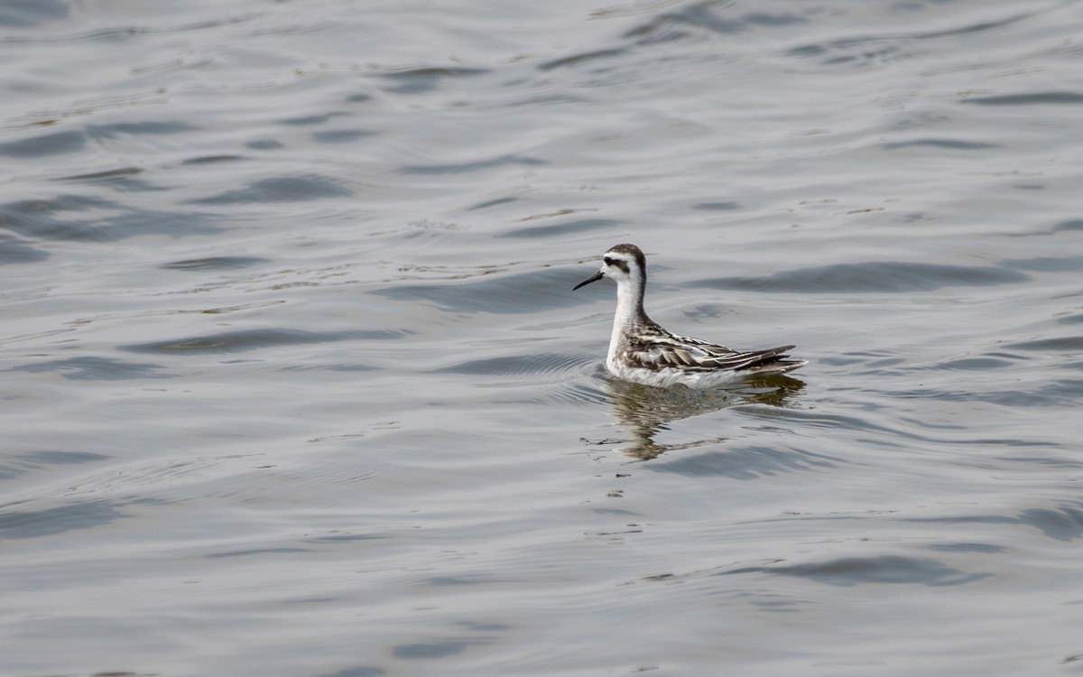 svømmesnipe - ML610903115