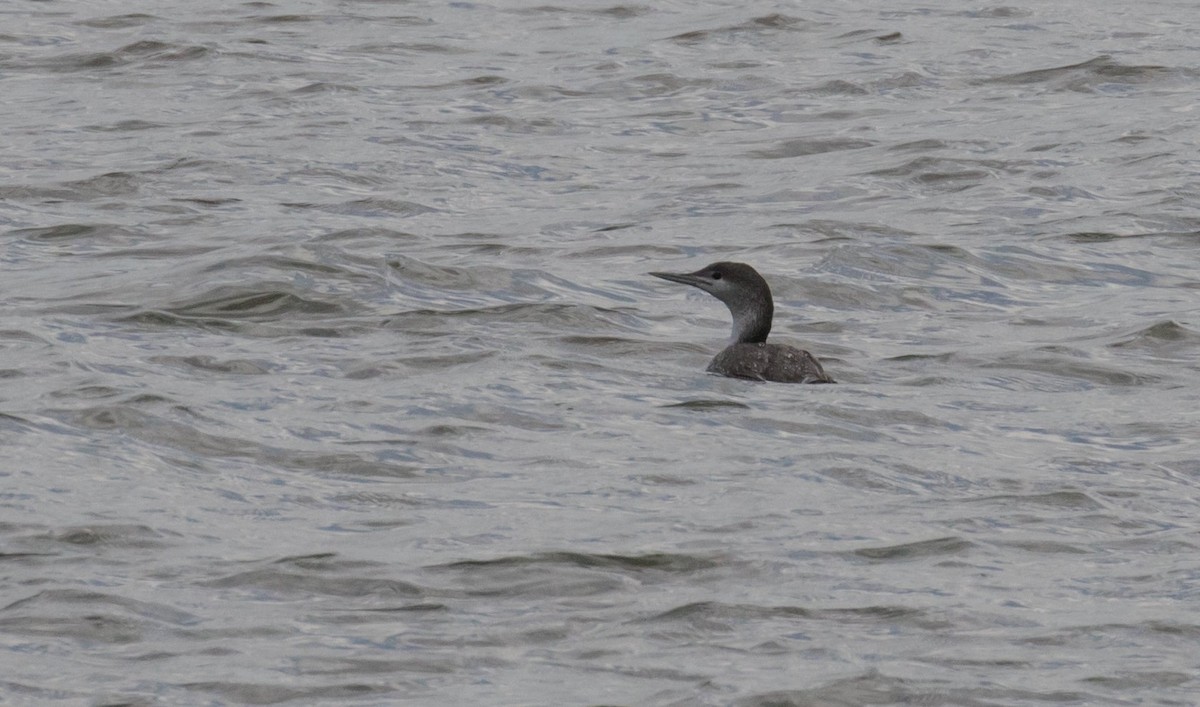 Red-throated Loon - ML610903142