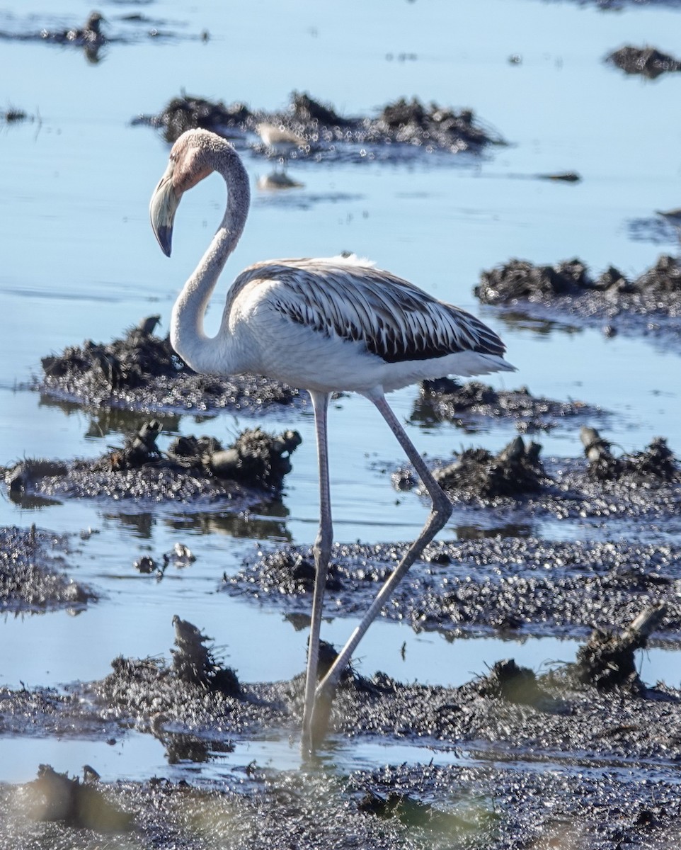 American Flamingo - ML610903154