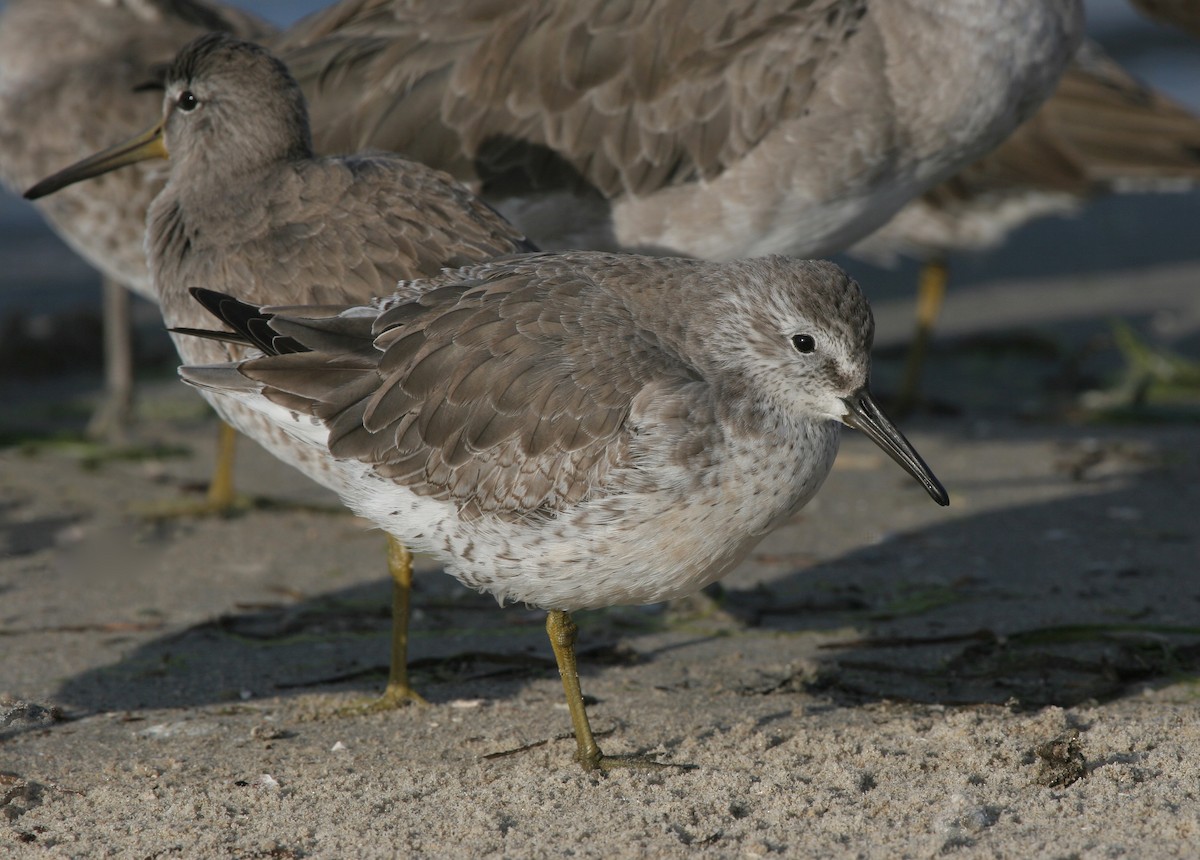 Red Knot - ML610903163