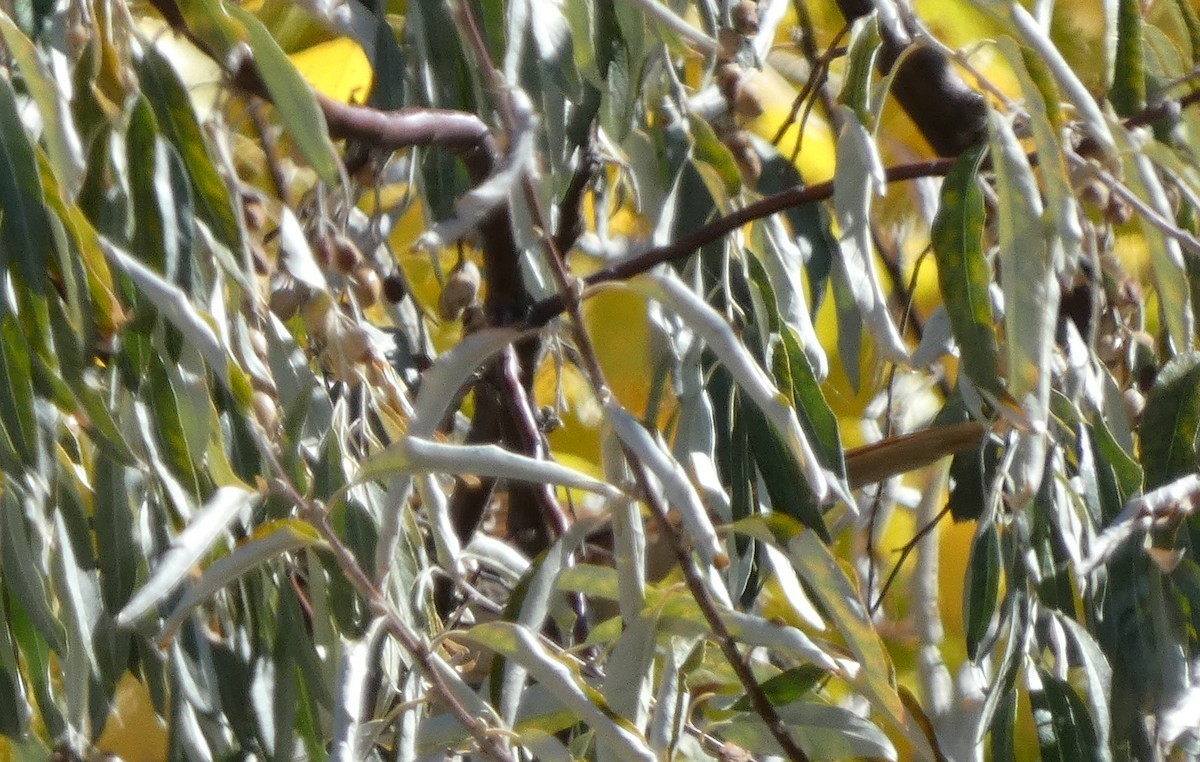 Brown Thrasher - ML610903170