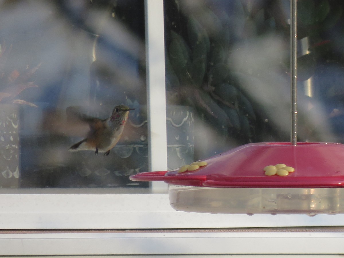 Broad-tailed Hummingbird - ML610903177