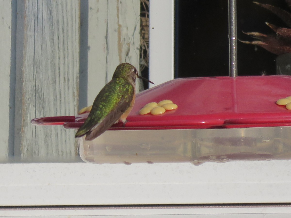 Broad-tailed Hummingbird - Sarah Winnicki-Smith