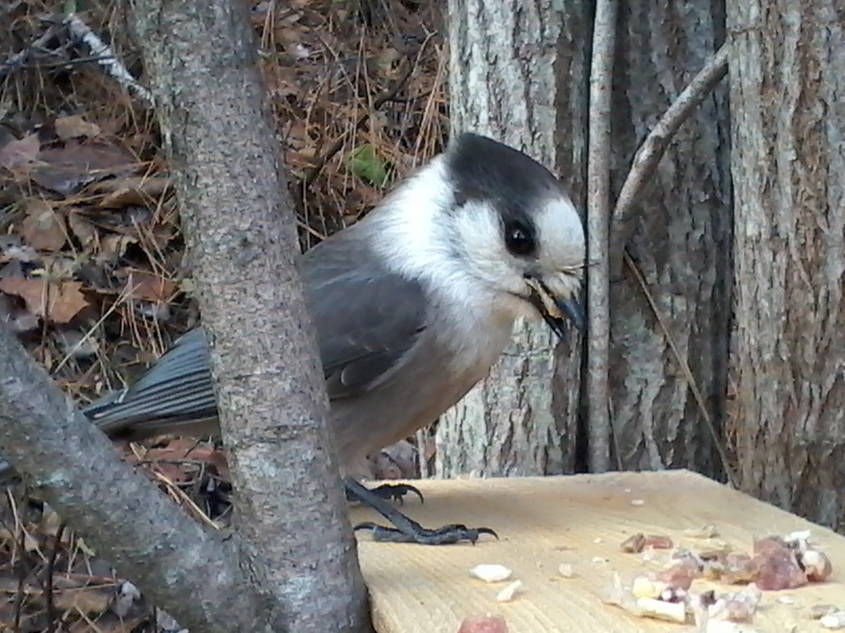 Arrendajo Canadiense (grupo canadensis) - ML610903195