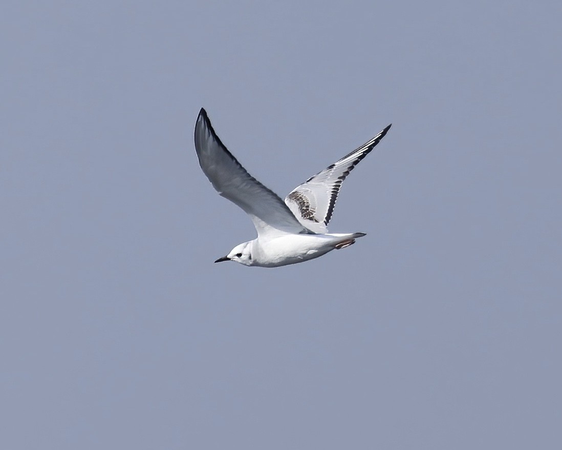 Bonaparte's Gull - Debbie Kosater