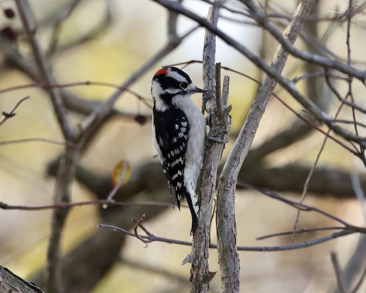 Downy Woodpecker - ML610903234