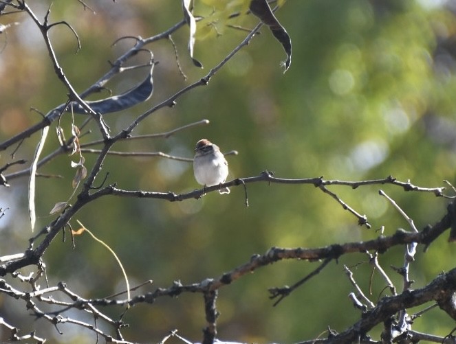 Chipping Sparrow - Joseph Tanen