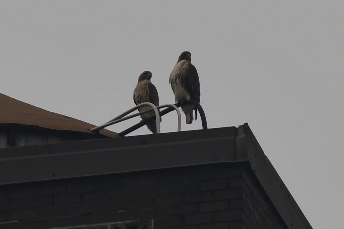 Red-tailed Hawk - ML610903318