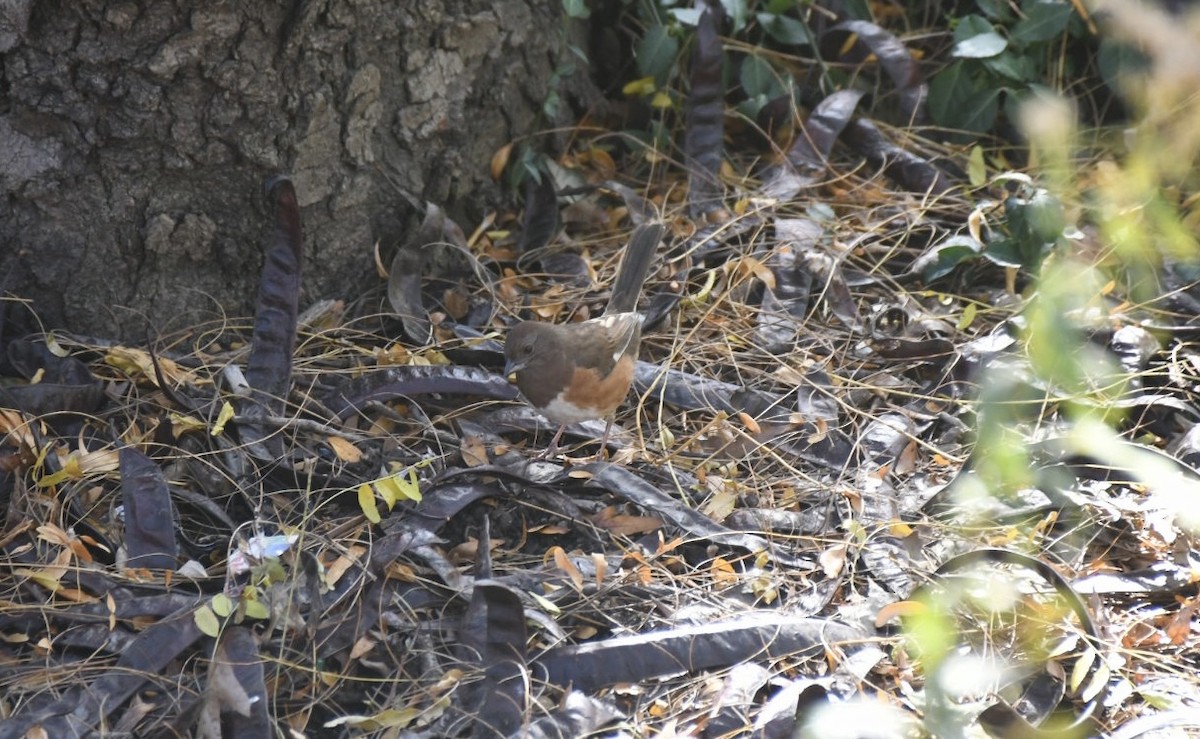 Eastern Towhee - ML610903342