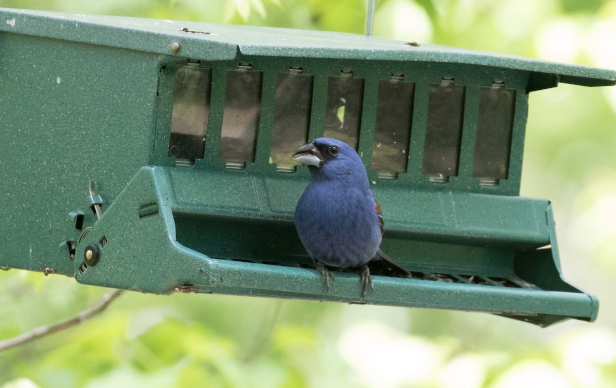 Blue Grosbeak - ML610903352