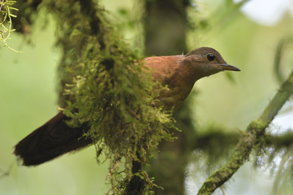 Mesito Unicolor - ML610903473