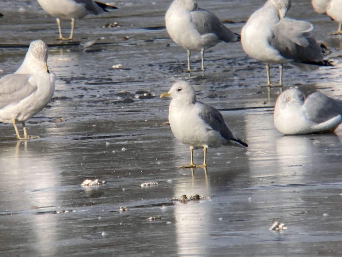 Short-billed Gull - ML610903474