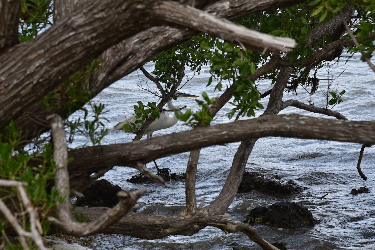 Great Blue Heron - ML610903555