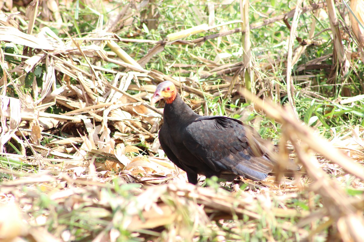 Lesser Yellow-headed Vulture - ML610903570