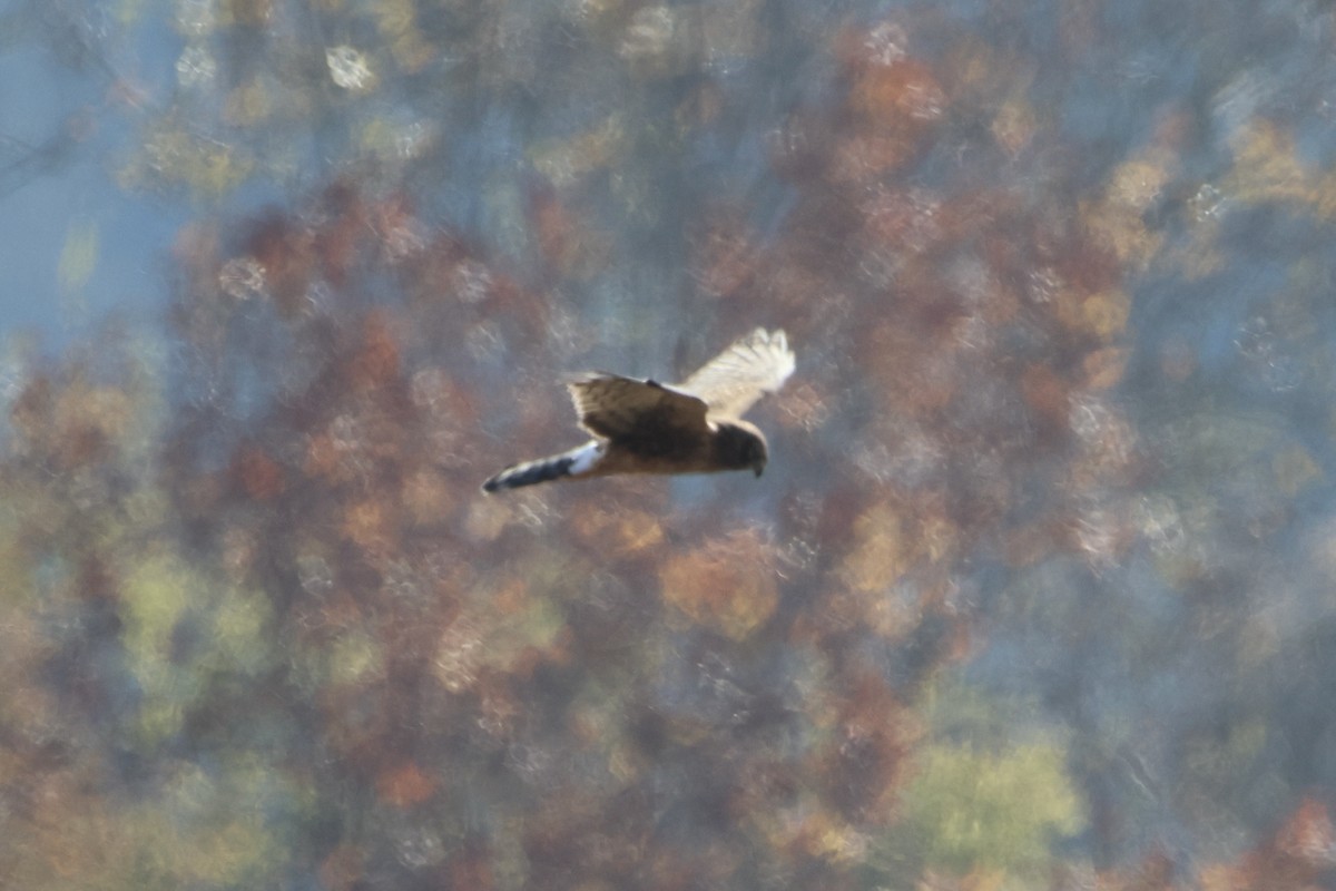 Northern Harrier - Karen Wielunski