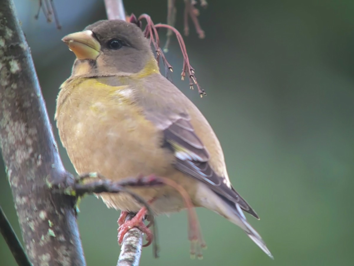 Evening Grosbeak - ML610903577