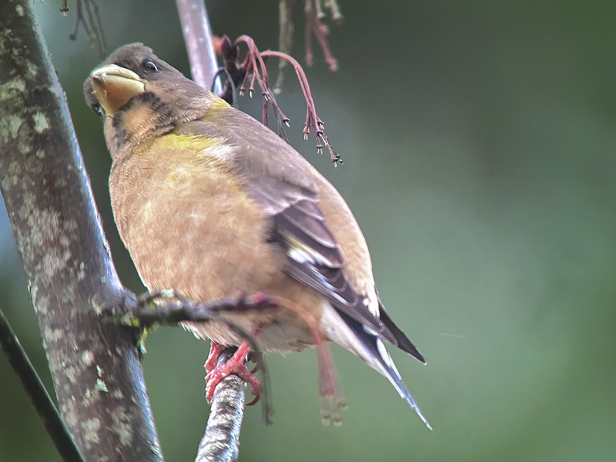 Evening Grosbeak - ML610903578