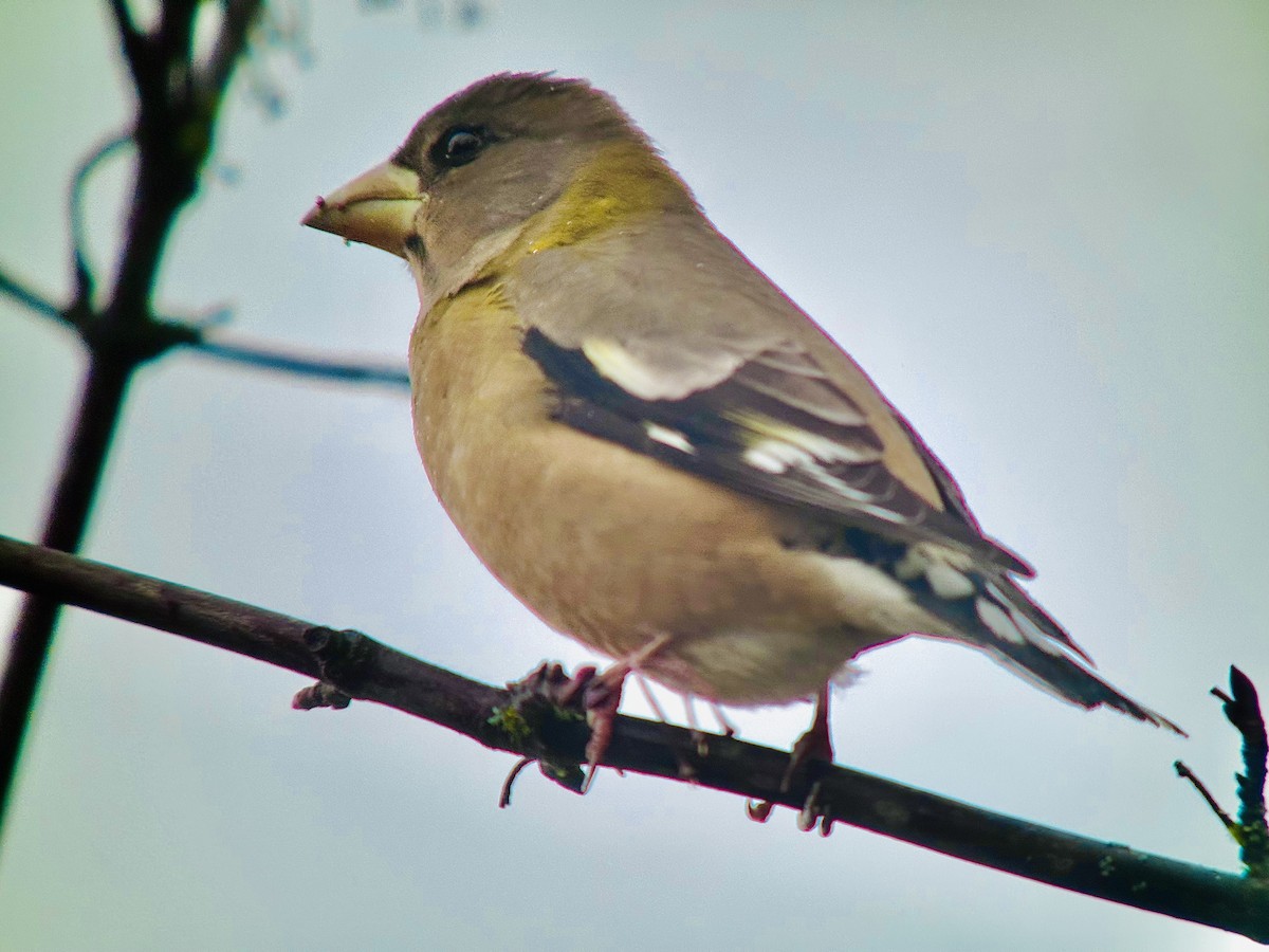 Evening Grosbeak - Detlef Buettner