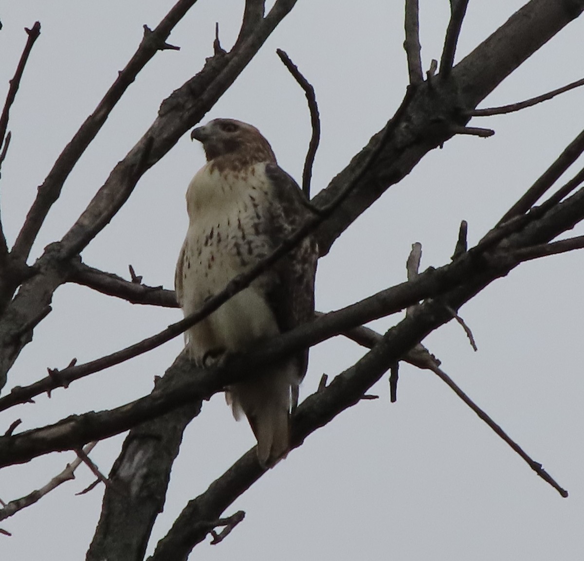 Red-tailed Hawk - ML610903654
