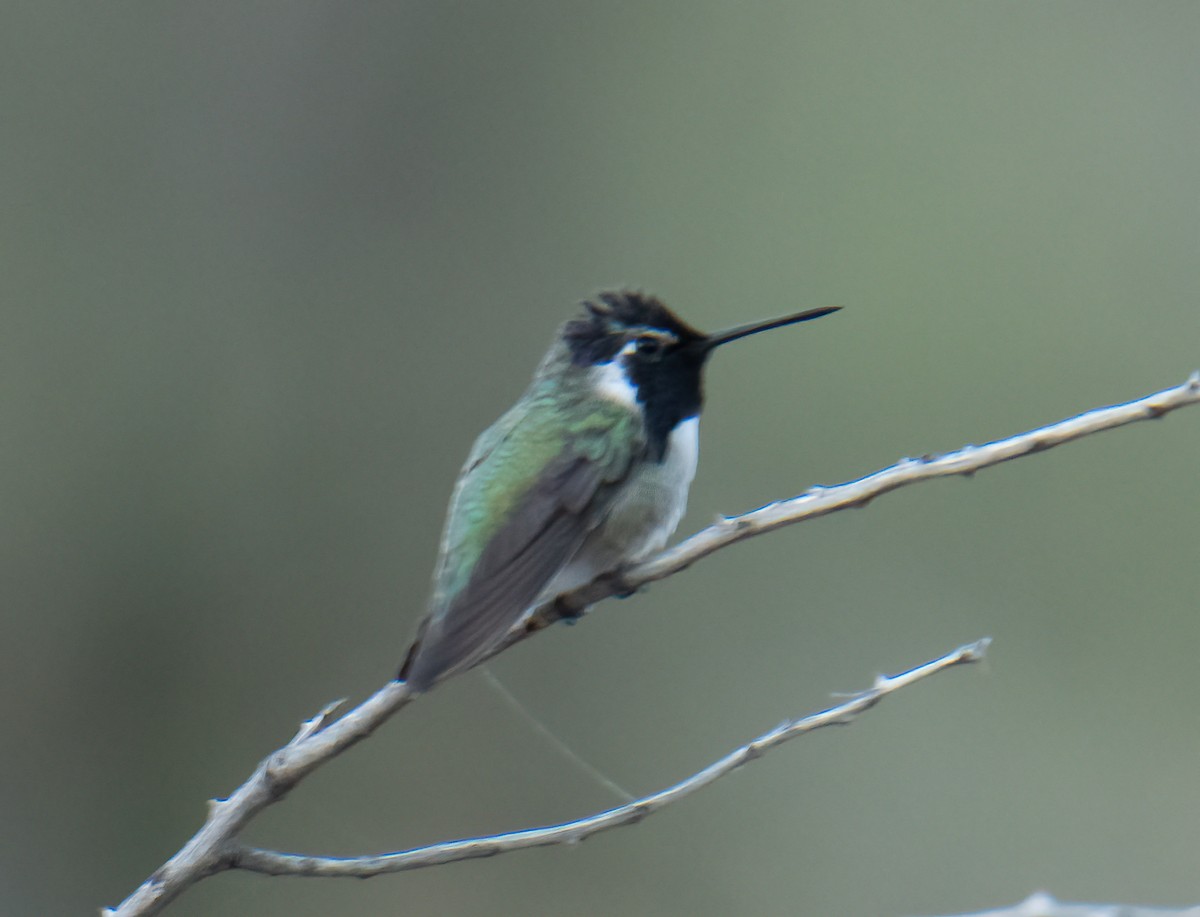 Costa's Hummingbird - Gordon Karre