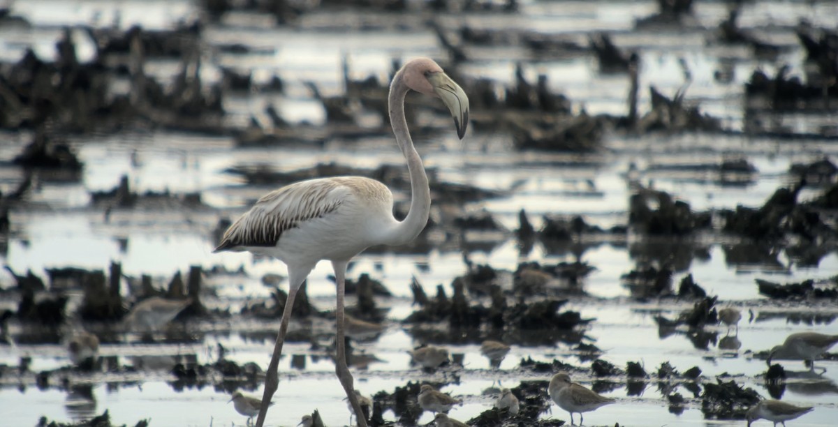 rødflamingo - ML610903780